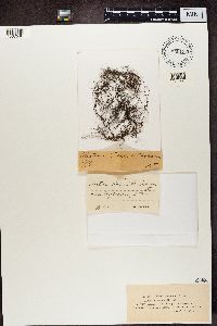 Alectoria fremontii image