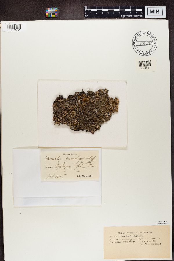 Parmelia fraudans image