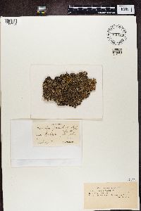 Media resource of Parmelia fraudans