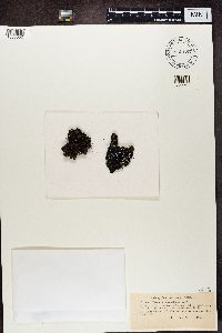 Parmelia omphalodes image