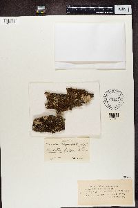 Melanohalea exasperatula image