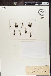 Cladonia pleurota image