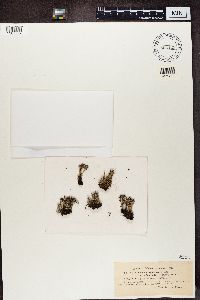 Cladonia crispata image