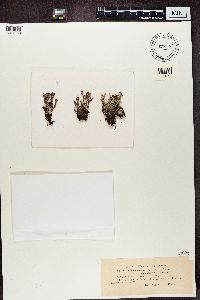 Cladonia phyllophora image