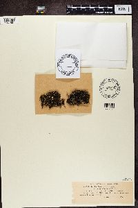 Media resource of Bryobilimbia hypnorum