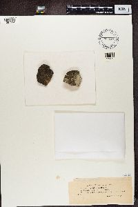 Image of Leptogium biatorinum