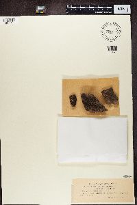 Lecanora calcarea image