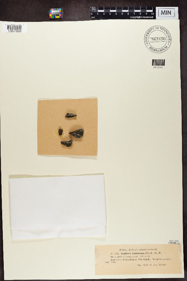 Tylothallia biformigera image