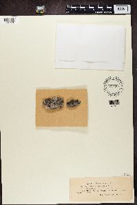 Sarcogyne clavus image