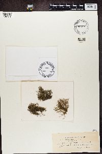 Usnea hirta image