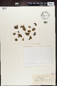 Physcia stellaris image