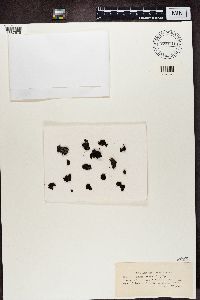 Phaeophyscia orbicularis image