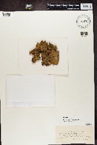 Peltigera horizontalis image
