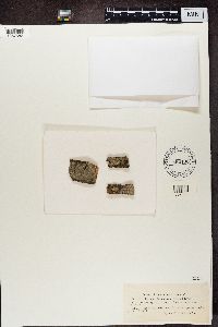 Lecanora intumescens image