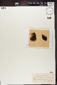 Bacidia bagliettoana image