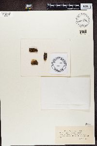 Trapeliopsis viridescens image