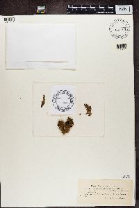 Scutula epiblastematica image