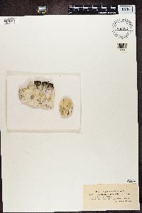 Leptorhaphis epidermidis image