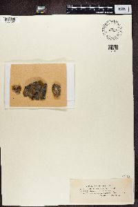 Caloplaca saxicola image