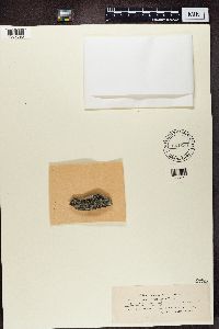 Thumbnail image of current specimen