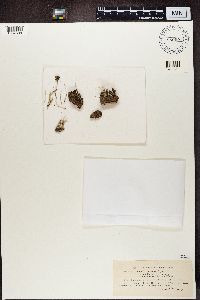 Cladonia fimbriata image