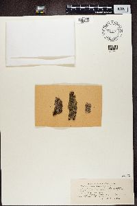 Physconia grisea image