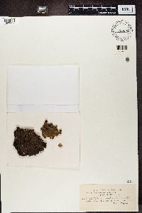 Peltigera praetextata image