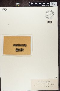 Lecanora sambuci image