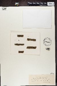 Lecania cyrtella image