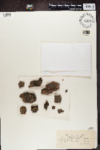 Scoliciosporum chlorococcum image