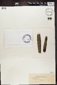 Pertusaria leioplaca image