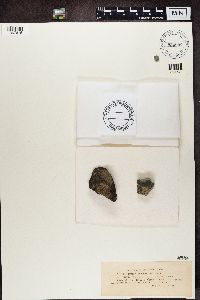 Bacidina inundata image