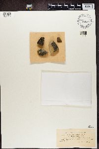 Trapelia glebulosa image