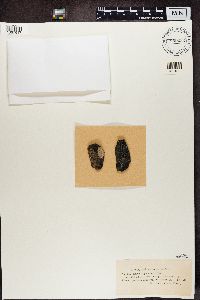 Thumbnail image of current specimen