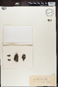 Rhizocarpon lavatum image