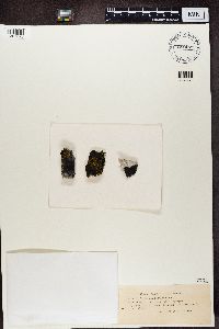 Verrucaria nigrescens image