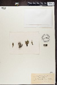 Media resource of Cladonia coccifera