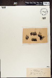 Cladonia pyxidata image