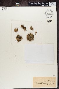 Baeomyces placophyllus image