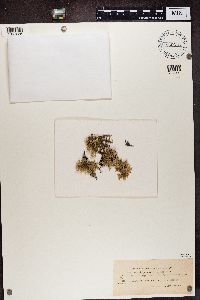 thumbnail image of current specimen