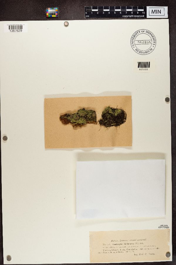 Chaenotheca furfuracea image