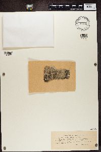 Lecanora albella image