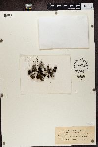 Megaspora verrucosa image