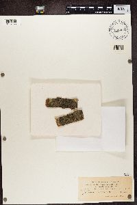 Lecidea glomerulosa image