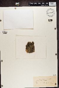 Bacidia arceutina image
