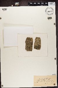 Varicellaria velata image