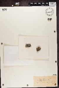 Image Associated With the Occurrence