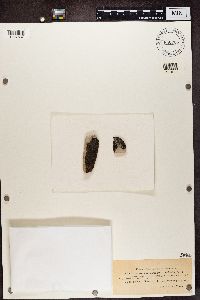 Acarospora smaragdula image