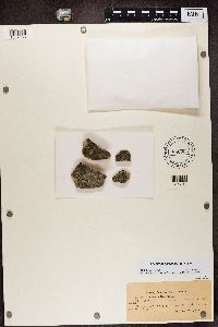 Myriolecis hagenii image
