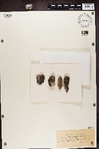 thumbnail image of current specimen